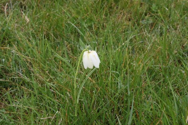 photo of Snake's Head Fritillary