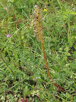 photo of Common Broomrape