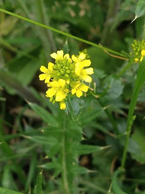 photo of Common Winter Cress