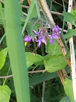 photo of Bittersweet