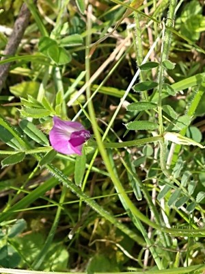 photo of Common Vetch