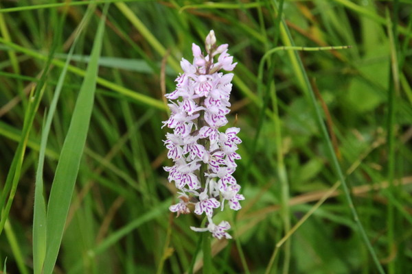 photo of Common Spotted Orchid