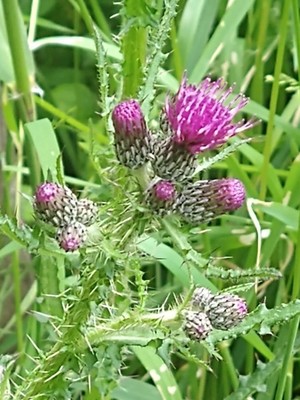 photo of Marsh Thistle