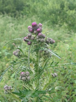 photo of Marsh Thistle