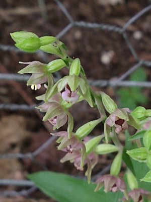 photo of Broad Leaved Helleborine