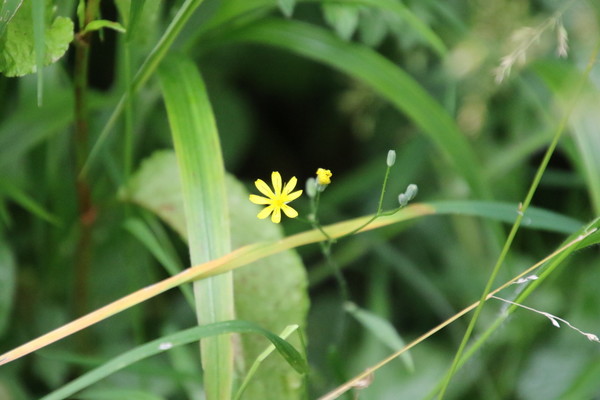 photo of Nipplewort
