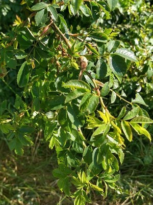 photo of Common Dog Rose