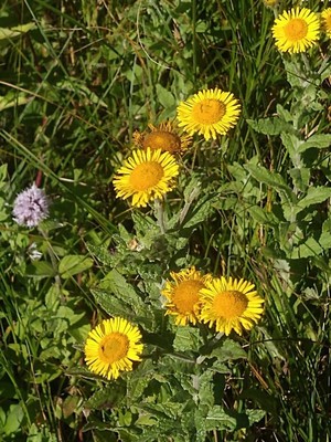 photo of Common Fleabane