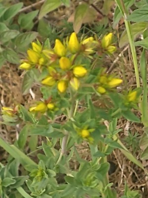 photo of Perforate St. John's Wort