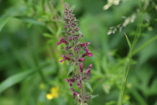 photo of Hedge Woundwort