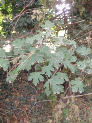 photo of Field Maple
