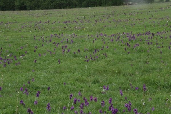 photo of Green Winged Orchid