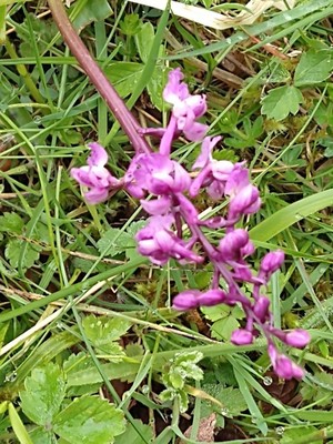 photo of Early Purple Orchid