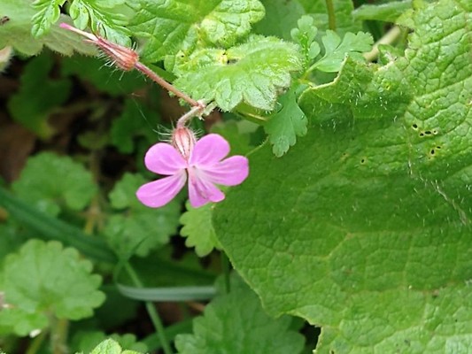 photo of Herb Robert