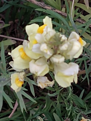 photo of Common Toadflax