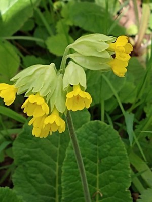 photo of Cowslip