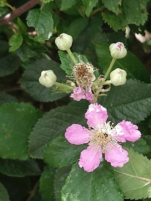 photo of Elm Leaved Bramble