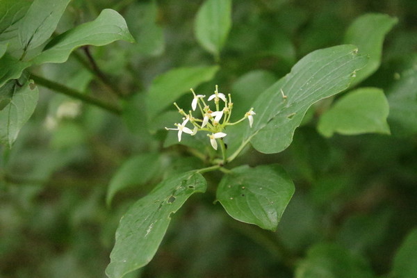 photo of Dogwood