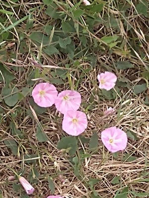 photo of Field Bindweed