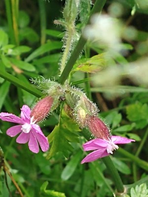 photo of Red Campion