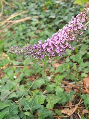photo of Butterfly Bush