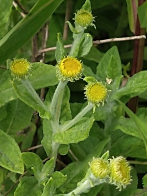 photo of Common Fleabane