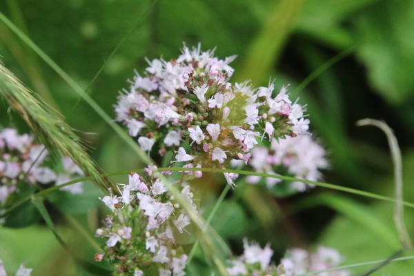 photo of Wild Marjoram