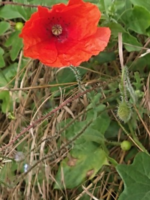 photo of Common Poppy