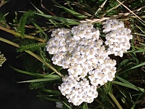 photo of Yarrow