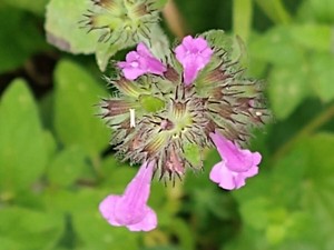 photo of Wild Basil