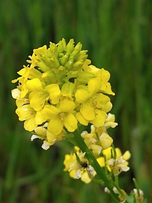 photo of Common Winter Cress