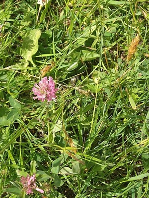 photo of Red Clover