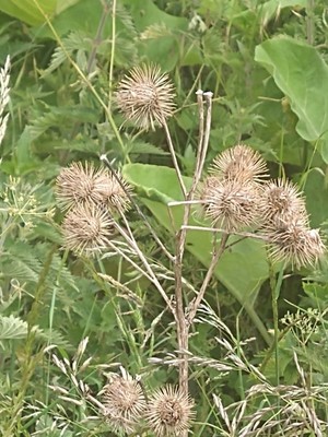 photo of Lesser Burdock