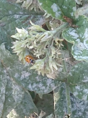 photo of Common Comfrey