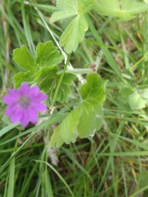 photo of Dove's Foot Crane's Bill
