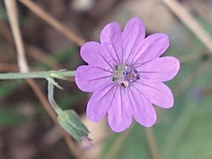 photo of Dove's Foot Crane's Bill