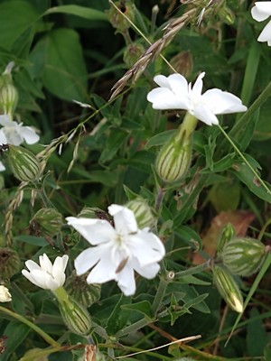 photo of White Campion
