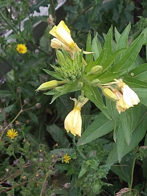 photo of Common Evening Primrose