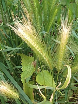 photo of Wall Barley