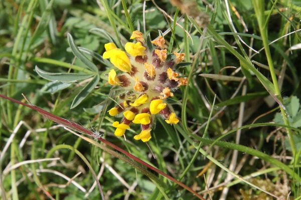 photo of Kidney Vetch