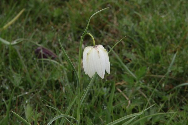 photo of Snake's Head Fritillary