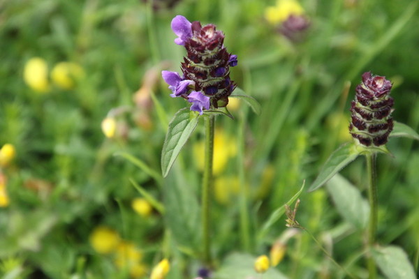 photo of Selfheal