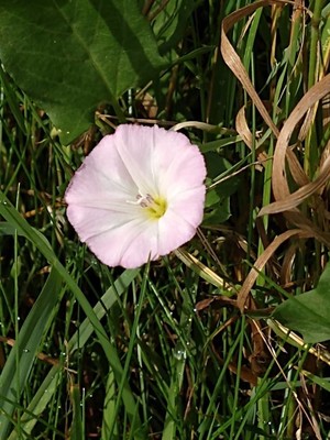 photo of Field Bindweed