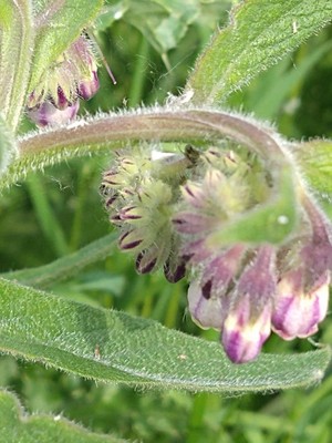 photo of Common Comfrey