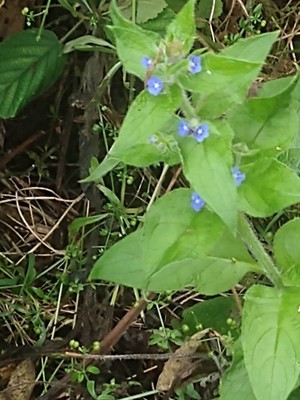 photo of Green Alkanet