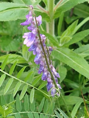 photo of Tufted Vetch