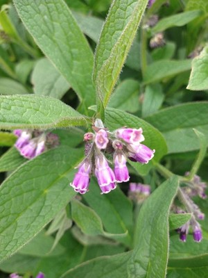 photo of Common Comfrey