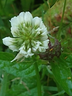 photo of White Clover