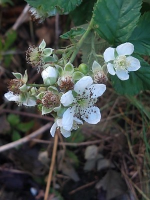photo of Elm Leaved Bramble