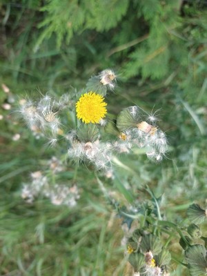 photo of Prickly Sow Thistle